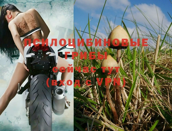 шишки Надым